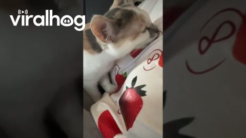 Confused Cat Licks Fake Strawberries || ViralHog