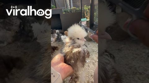 Chicken Gets a Haircut || ViralHog