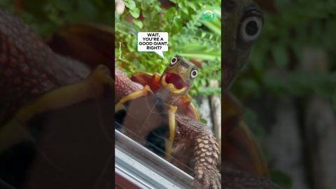 Turtle Totally Shell Shocked || ViralHog