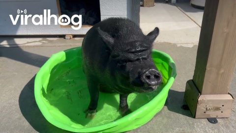 Piggy Cools Off in Tiny Pool || ViralHog