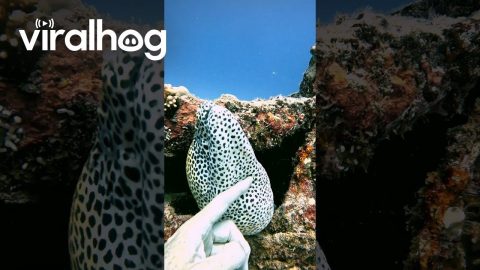 Diver Petting a Moray Eel || ViralHog