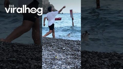 Dog Enjoys Swimming in the Sea || ViralHog
