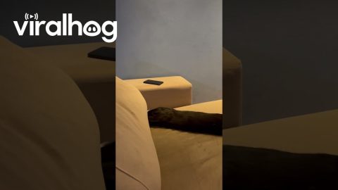 Couch Cushion Cat Extraction || ViralHog