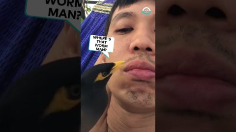 Bird Wonders Why Owner Has No Beak || ViralHog