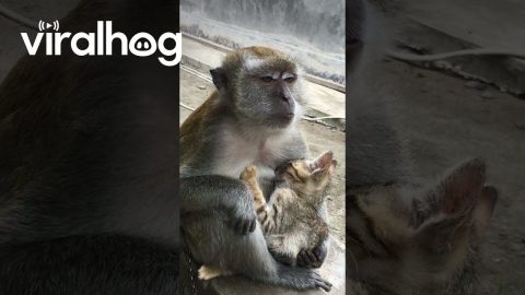 Monkey Cares For Stray Kitten || ViralHog