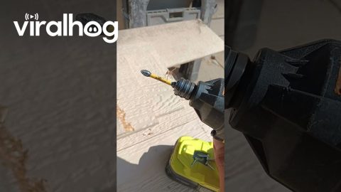 Spider Spins On Drill || ViralHog