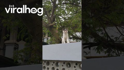 Superhero Kitten Patrols Neighborhood || ViralHog