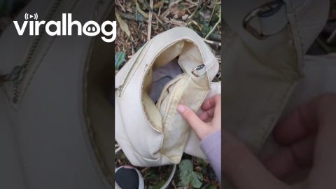 Pigeon Rescue and Successful Rehabilitation || ViralHog