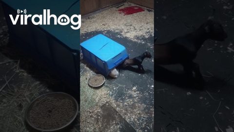 Goat Kids Snuggle Under Plastic Bin || ViralHog