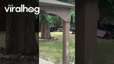 The Deer Know Hunting Season Hasn't Started Yet || ViralHog