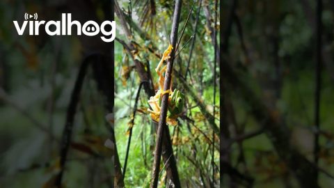 Tree Frog Breeding Event || ViralHog