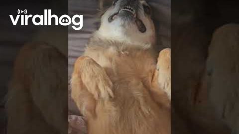 Chihuahua Claps His Paws || ViralHog