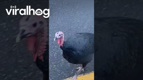 Turkey Tom Picks Fight With Passing Car || ViralHog