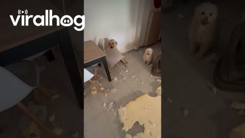 Naughty Labrador Makes a Huge Mess || ViralHog