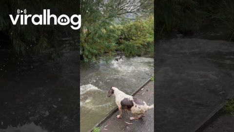 Springer Spaniels Go Swimming || ViralHog