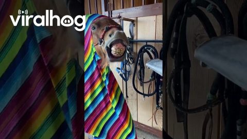 Pony Enjoys the Hairdryer || ViralHog