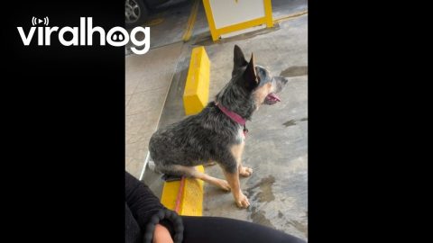 Blue Heeler Sits On Parking Block Like A Person || ViralHog