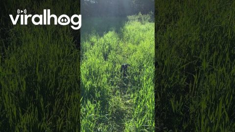 Cat Jumps in Tall Grass || ViralHog