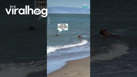 Dog Befriends Seal || ViralHog