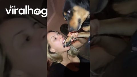 Dog and Owner Exchange Playful Bites || ViralHog