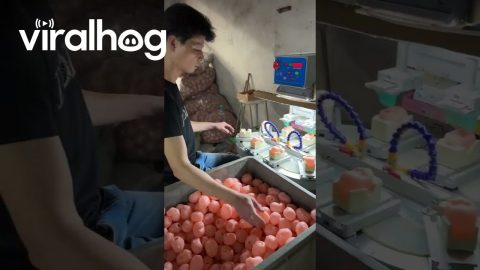 Factory Worker Loads Doll Heads || ViralHog