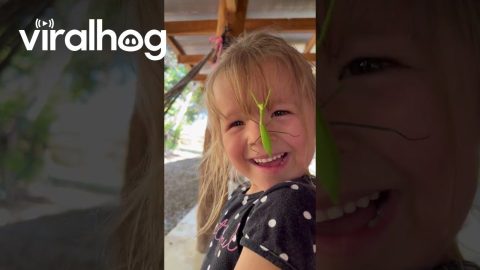 Girl Makes Friends With Praying Mantis || ViralHog