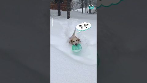 Dog Plays Frisbee In Snow || ViralHog