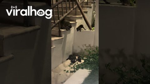 Baby Raccoons Fall Flat || ViralHog