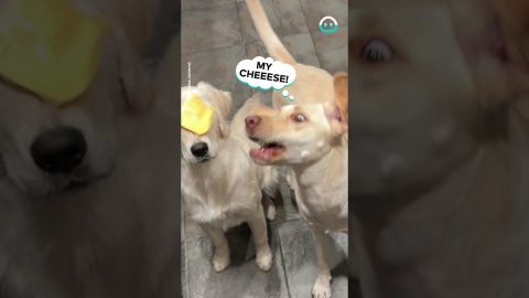 Dogs Catching Cheese || ViralHog