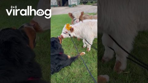 Dog Shares Kisses With Highland Calves || ViralHog