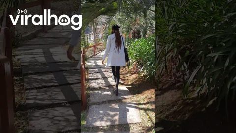Woman Trips on Bag Strap || ViralHog