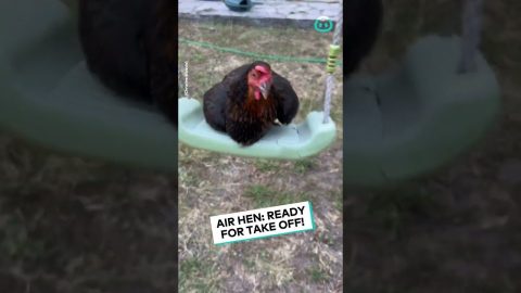 This Hen Likes To Swing || ViralHog