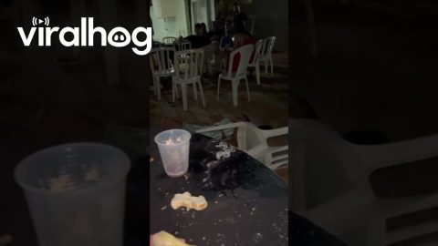 Woman Somersaults Over Plastic Chair || ViralHog