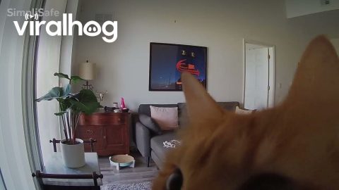 Orange Cat Sniffs Camera || ViralHog