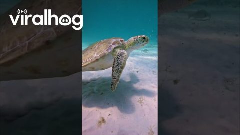 Fish Barely Escapes Sea Turtle || ViralHog
