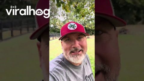 I Didn't Know Groundhogs Could Climb Trees || ViralHog