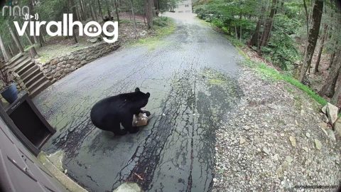 Black Bear Walks Off With Package || ViralHog