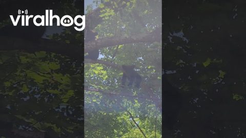 Bear Cubs Hang Out in Tree || ViralHog