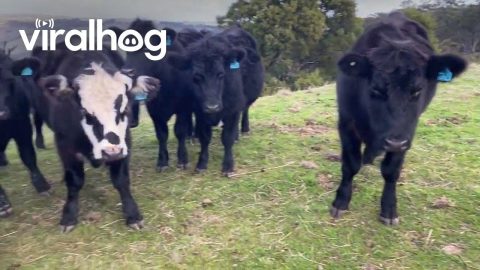 Gravity-Assisted Cow Feeding || ViralHog