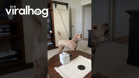 Dog Hates Slow Ceiling Fan || ViralHog