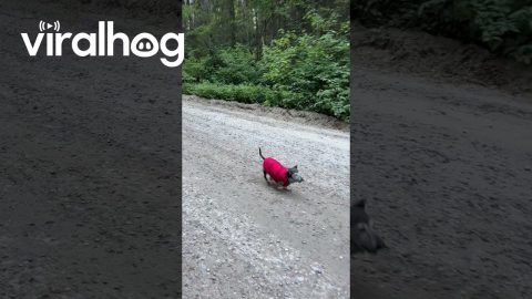 18-Year-Old Dachshund Goes For a Nature Walk || ViralHog