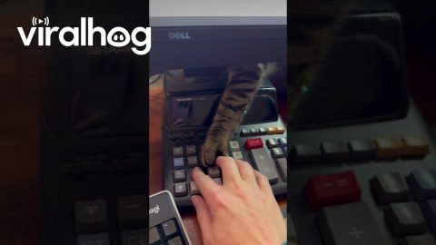Cat Is a Micro-Meownager || ViralHog