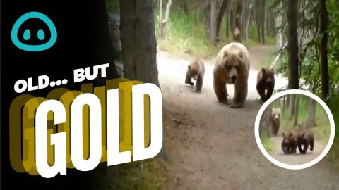 Bears Join Man on Hike || ViralHog
