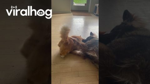 Cat Cuddles With German Shepherd || ViralHog