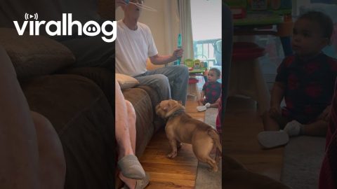 Dog Loves Bubbles || ViralHog