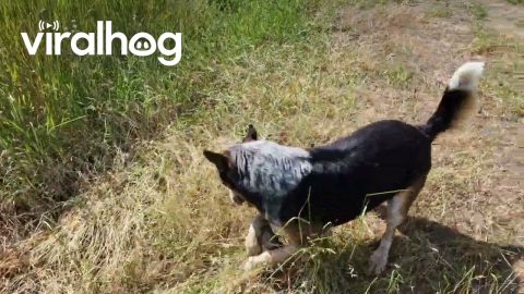 Dog's Favorite Toy Is a Rock || ViralHog
