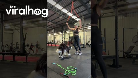 Border Collie Jumps Rope With Owner || ViralHog