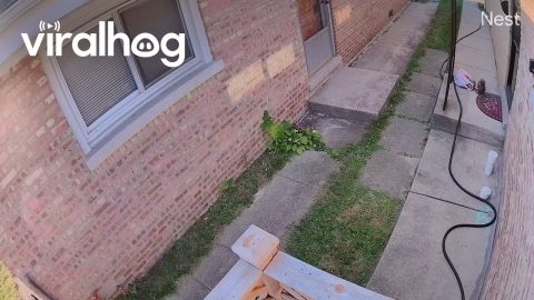 Squirrel Steals Groceries Off Porch || ViralHog