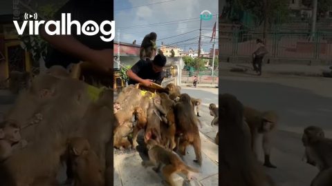 Monkey Feeding Time || ViralHog