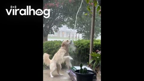 Golden Retriever Plays in the Rain || ViralHog
